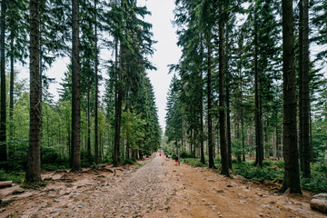 The forests of the Karkonosze National Park