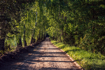 A birch grove with long shadows from tree trunks.