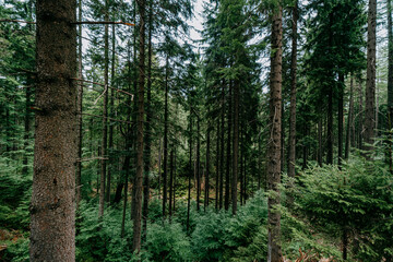 The forests of the Karkonosze National Park