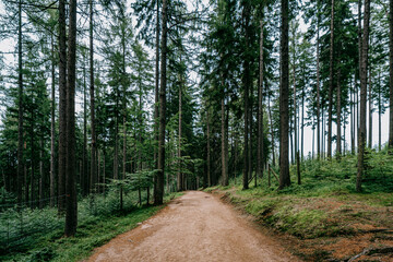The forests of the Karkonosze National Park