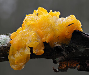Goldgelber Zitterling