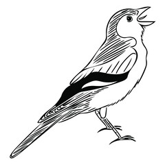 The chaffinch (Fringilla coelebs) sings its spring joyous song. Vector sketch illustration for cute design, greeting cards, ornithological books and magazines.