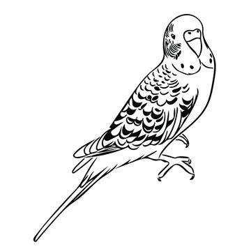 recommend clip art: Vector sketch illustration of a cute budgie.