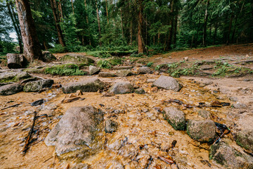 The forests of the Karkonosze National Park