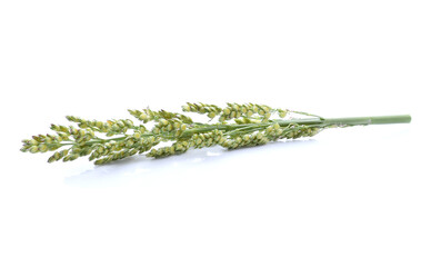 sorghum isolated on white background