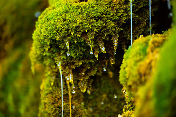Green moss wall in Iceland with dripping water droplets. Beautiful tropical background at the waterfall. Moss texture with blurred background.