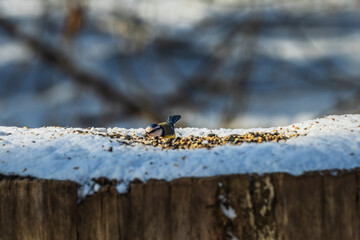 Blue tit with blue and yellow feathers on snow-covered tree trunk in winter. Bird sits between grains and bird seed. Songbird looks ahead with a grain of corn in its beak