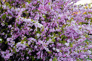 kwitnące drzewo wiosną © Michał.S-FOTO