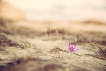 Flora sobre tierra seca,  y árida en las Bardenas Reales de Navarra. Robameriendas