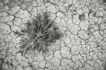 Flora sobre tierra seca, cuarteada y árida en las Bardenas Reales de Navarra