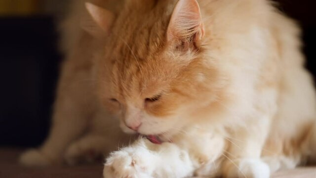 Red Siberian cat cleaning licking itself. Cute long haired fluffy domestic cat in cozy home. Cat's hygiene concept.
