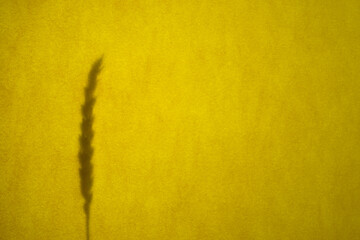 The shadow of the grain. Texture. Yellow background