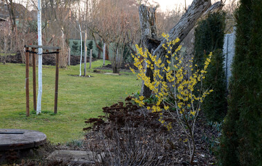 perennial flowerbed still May in February frozen, icicles, snowy dry stalk, snow in the whole...