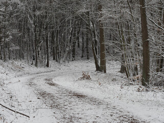 Waldweg in der Eifel im Winter