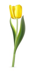 Yellow tulip on white background. Realistic spring colorful flower vector illustration. Floral decorative plant with petals and green leaves in blossom. Gift for holiday, design for card