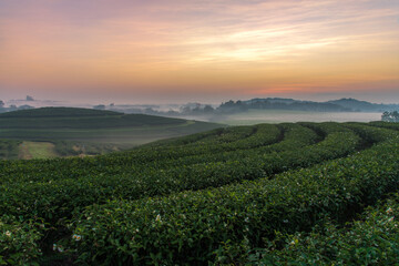 Fototapeta na wymiar The tea plantations background , Tea plantations in morning light