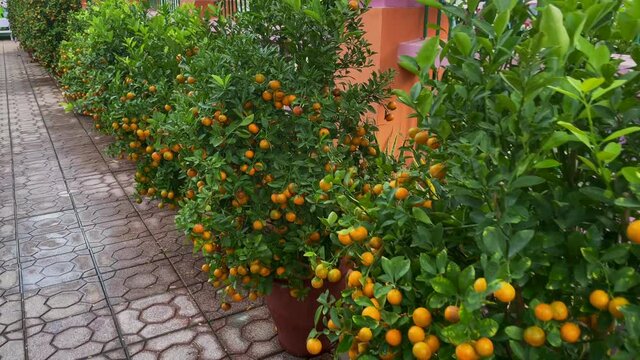 A lot of orange trees with ripe fruits on them. Buying orange trees is a tradition of Asian people when they celebrate the TET holiday or Lunar new year in Asia. TET concept