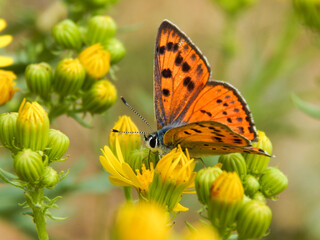 orange butterfly on a yellow flower