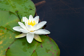 Water lily a summer flowering plant with white summertime flower from June until September and commonly known as nymphaea, stock photo image