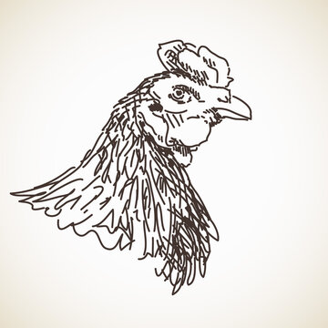 Sketch of hen