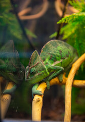 A green chameleon sits on a branch and is reflected in the glass.