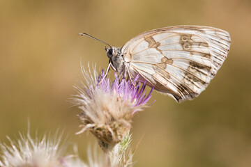 white butterfly on a thistle
