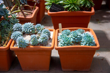 Collection of small decorative succulents in pots.