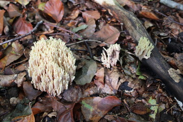 Coral fungi (Clavarioid fungi / Korallen-Pilz)