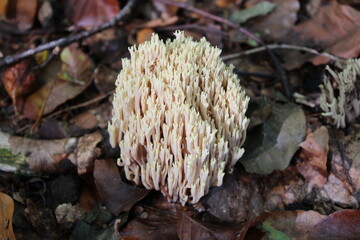 Coral fungi (Clavarioid fungi / Korallen-Pilz)