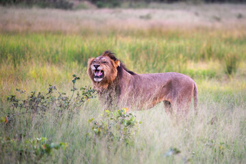 Fototapeta premium Big lion lying on savannah grass. Landscape with characteristic trees on the plain and hills in the background