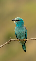 European roller (Coracias garrulus) on a branch