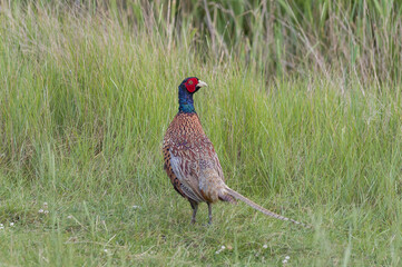 pheasant in the grass