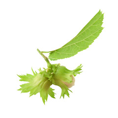 Two green hazelnuts (filbert or cobnut) on twig with leaf isolated on white background