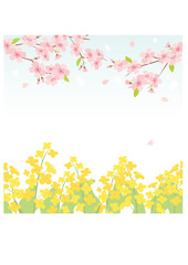 Cherry blossom and canola flowers background illustration © KY