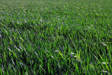 Growing wheat seedlings, North China Plain