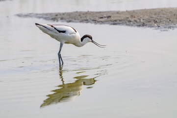 Avocet - kluut