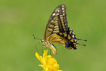キバナコスモスとキアゲハ