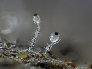 Pillenwerfer (Pilobolus kleinii)