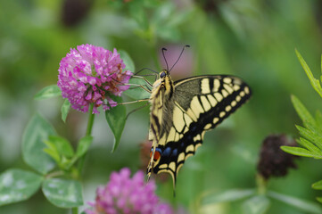 アカツメクサとキアゲハ