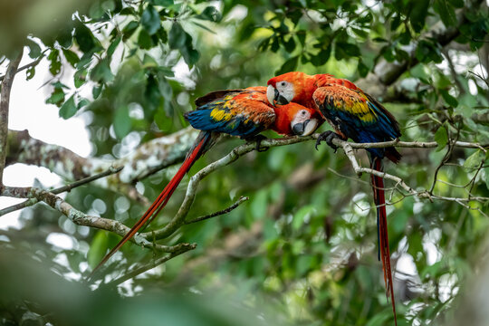 Arakanga bilder Bläddra bland 229 stockfoton, vektorer och videor