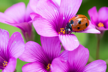 Fototapeta premium Ladybug on clover flower