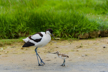 Avocet - Kluut