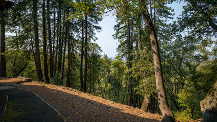 sequoias grow in the forest, landscape of trees