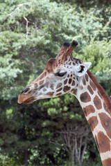 Giraffes head and neck in profile