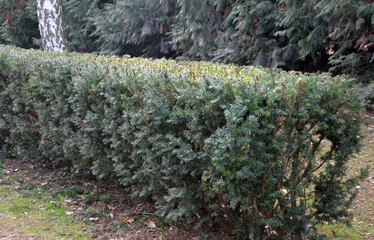 evergreen conifer suitable for low and high hedges. It also tolerates shade, regenerates well from...