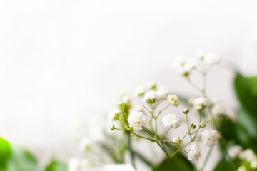 Fototapeta na wymiar Flowers close up on a white background. Spring day.