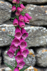 Close up of a Foxglove flower
