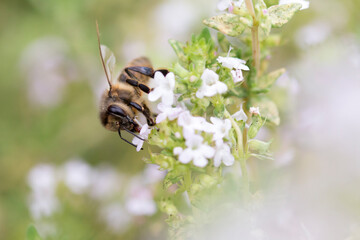 Honey bee in thyme flowers