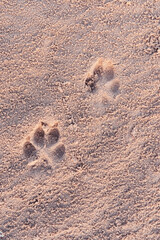 sand texture with predator footprints on a desert dune with patterns in the form of waves created by the wind