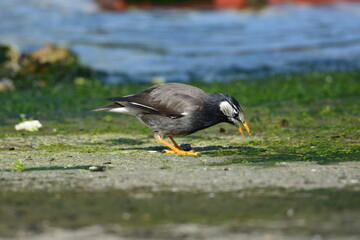 水辺で餌を探すムクドリ